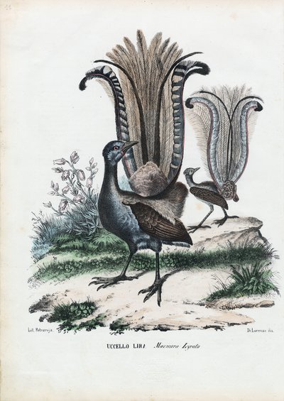 Lyrebird, 1863-79 by Raimundo Petraroja